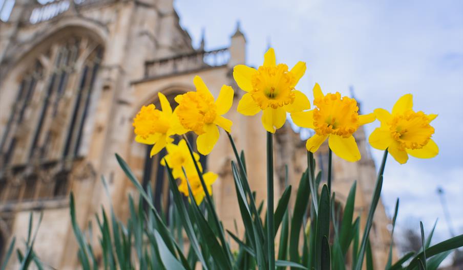 Cathedral Daffoldils