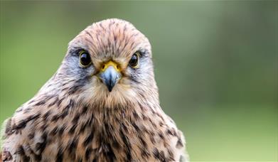 DAVID BROADBENT PHOTOGRAPHY