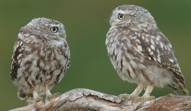 Young Owls