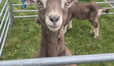 Petting Farm at Kings Square