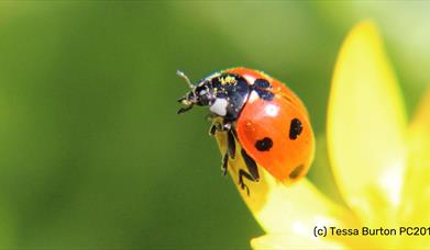 7-spot ladybird