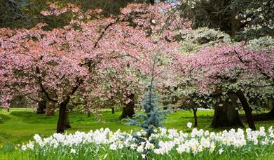 Spring at Batsford Arboretum