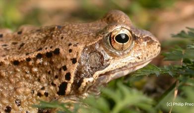 Common frog