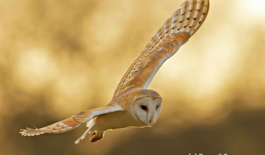 Barn owl