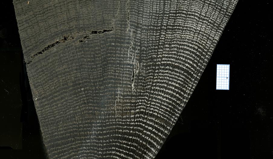 Reading the Rings: How Trees Reveal the Past