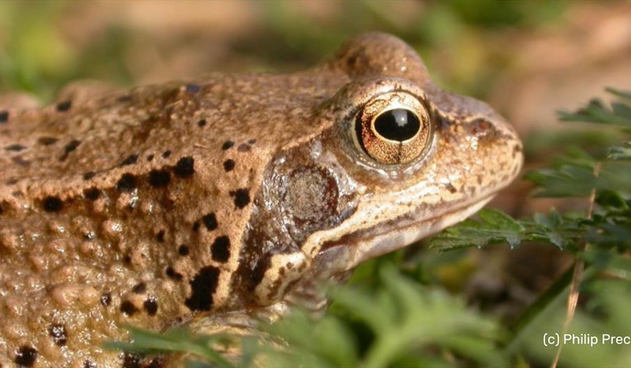 Common frog
