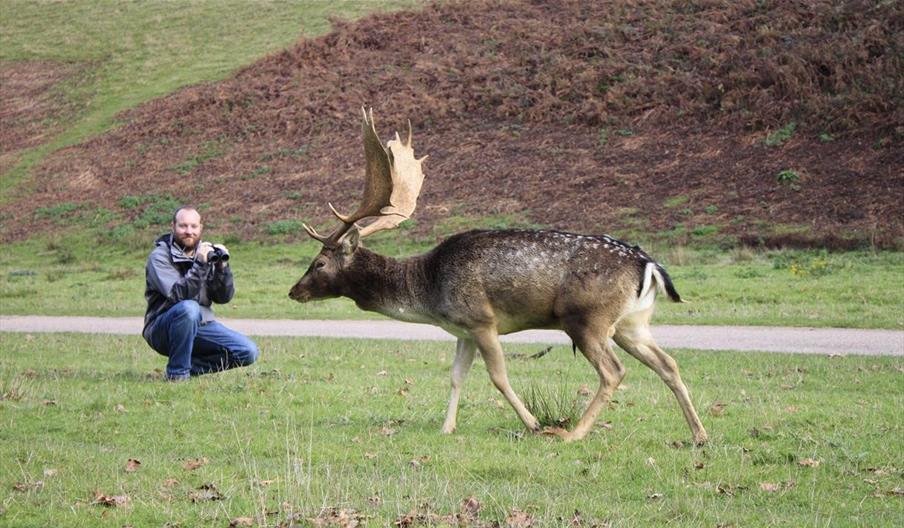 Fallow Deer