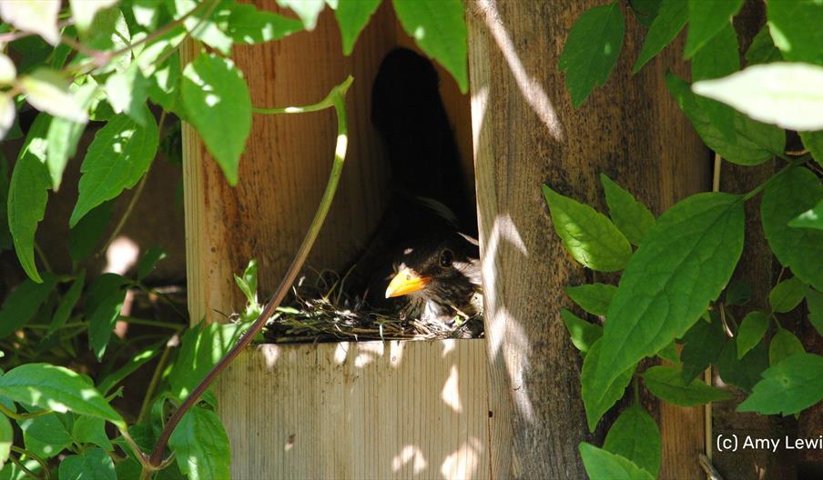 Nesting blackbird