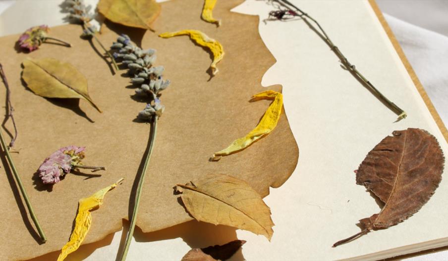 Nature Journal Workshop (Over 16s)