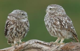 Young Owls