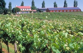 Beautiful and peaceful vineyard setting.