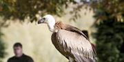 A bird of prey sitting on a perch