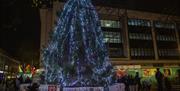 Tree of Light