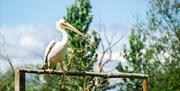 Slimbridge