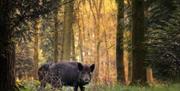 Wild Boar