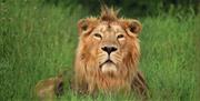 Rana, Asiatic Lion, Cotswold Wildlife Park & Gardens