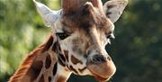 Wallace the Giraffe, Cotswold Wildlife Park & Gardens