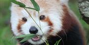 Cotswold Wildlife Park & Gardens