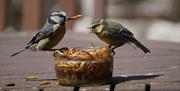 Birds eating worms