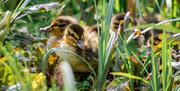 Slimbridge