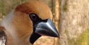 Hawfinch