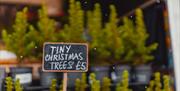 Christmas Trees for sale