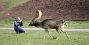 Fallow Deer