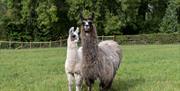 Briery Hill Llamas