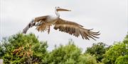 Pelican flying