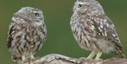 Young Owls