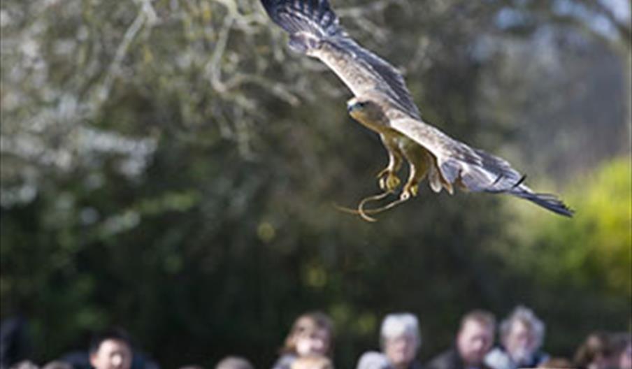 A bird of prey flying above a crowd of people