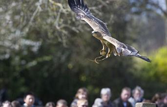A bird of prey flying above a crowd of people