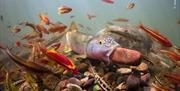 Image of fish by Isaac Szabo for Wildlife Photographer of the Year