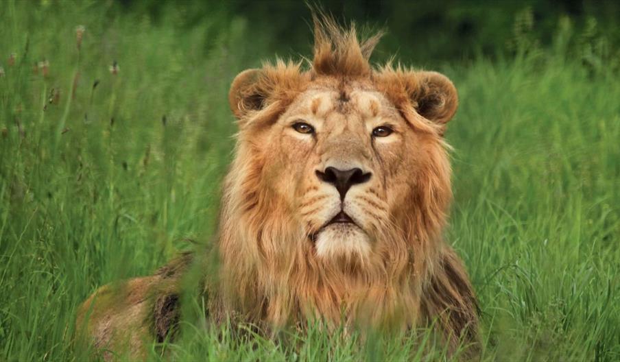 Rana, Asiatic Lion, Cotswold Wildlife Park & Gardens