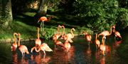 Flamingos at Birdland