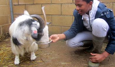 A child feeding a goat at St James City Farm